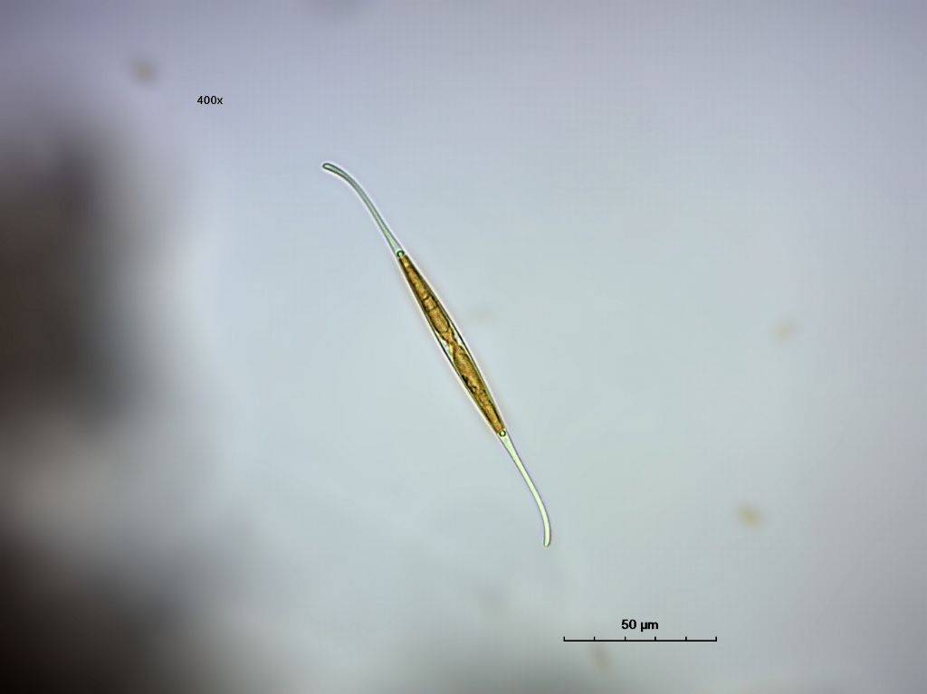 Cylindrotheca closterium